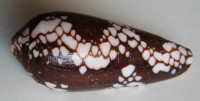 Conus episcopatus   da Motta, 1982